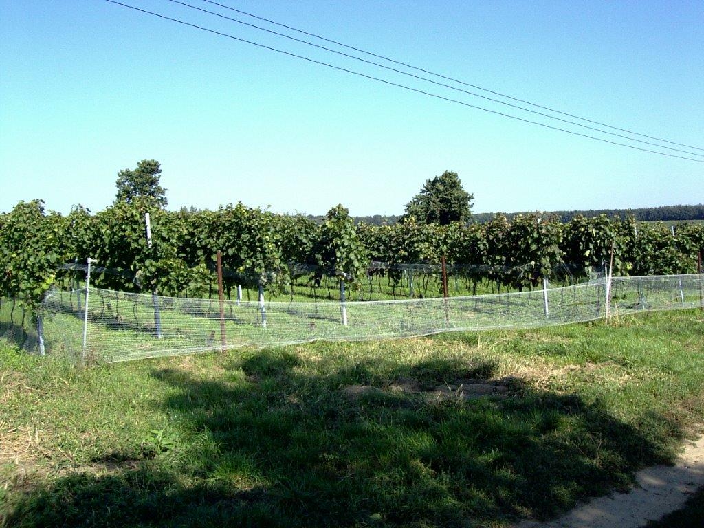 Sítě na vinice, typ 2 - 3x50 m, modrá